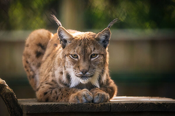 Luchs im Nationalpark Bayerischer Wald